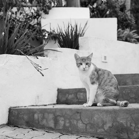 Vilarejo Guesthouse - Silencio E Aconchego อัลโต ปาไรโซ เด โกยาส ภายนอก รูปภาพ