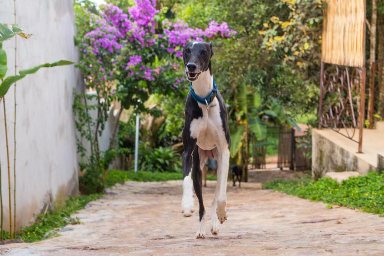 Vilarejo Guesthouse - Silencio E Aconchego อัลโต ปาไรโซ เด โกยาส ภายนอก รูปภาพ